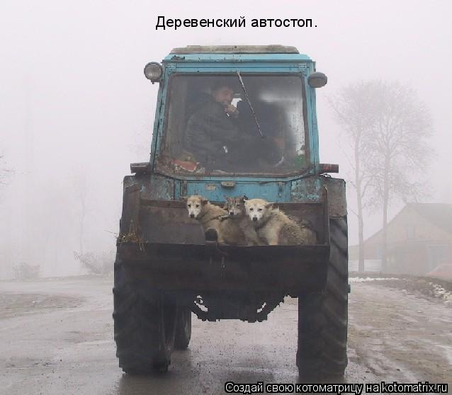 Деревенский автостоп.... Котоматрица: Деревенский автостоп.