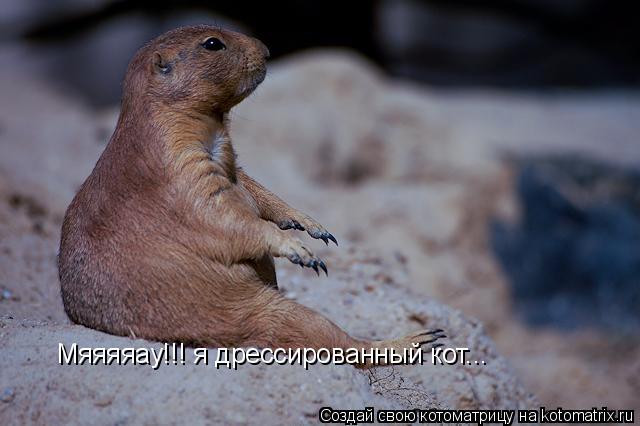 Мяяяяау!!! я дрессированный кот...... Котоматрица: Мяяяяау!!! я дрессированный кот...