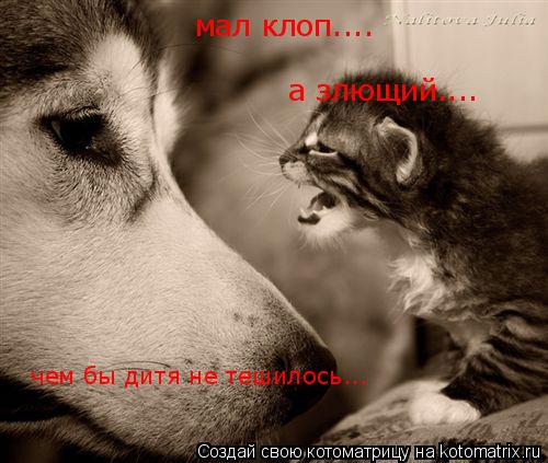 мал клоп.... а злющий.... чем бы дитя не тешилось...... Котоматрица: мал клоп.... а злющий.... чем бы дитя не тешилось...