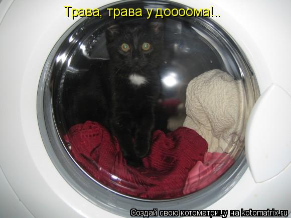 Трава, трава у доооома!..... Котоматрица: Трава, трава у доооома!..