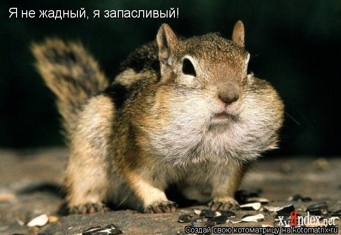 Я не жадный, я запасливый!... Котоматрица: Я не жадный, я запасливый!