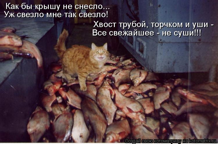 Как бы крышу не снесло... Уж свезло мне так свезло! Хвост трубой, торчком и уши - Все свежайшее - не ... Котоматрица: Как бы крышу не снесло... Уж свезло мне так свезло! Хвост трубой, торчком и уши - Все свежайшее - не суши!!!