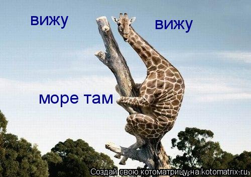 вижу вижу море там... Котоматрица: вижу вижу море там