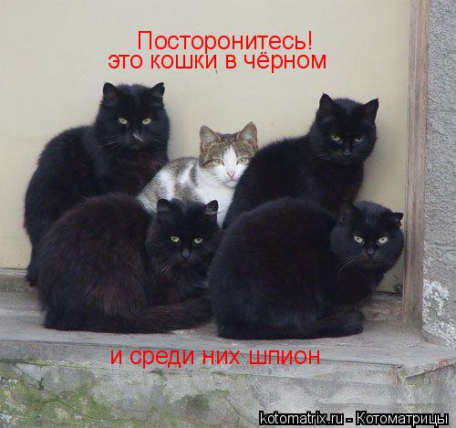 Посторонитесь! это кошки в чёрном и среди них шпион... Котоматрица: Посторонитесь! это кошки в чёрном и среди них шпион