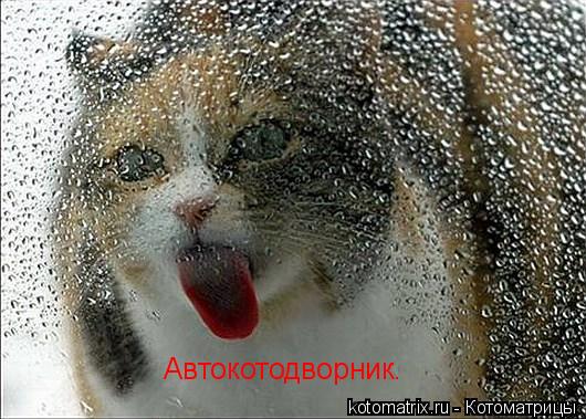 Автокотодворник.... Котоматрица: Автокотодворник.