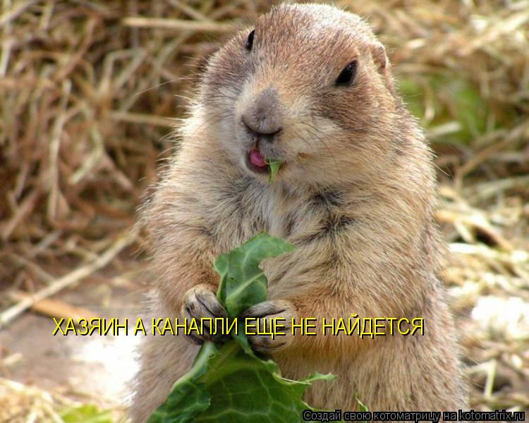 ХАЗЯИН А КАНАПЛИ ЕЩЕ НЕ НАЙДЕТСЯ... Котоматрица: ХАЗЯИН А КАНАПЛИ ЕЩЕ НЕ НАЙДЕТСЯ