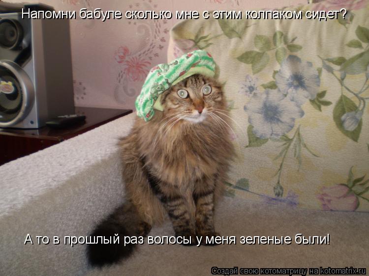 Напомни бабуле сколько мне с этим колпаком сидет? А то в прошлый раз волосы у меня зеленые были!... Котоматрица: Напомни бабуле сколько мне с этим колпаком сидет? А то в прошлый раз волосы у меня зеленые были!