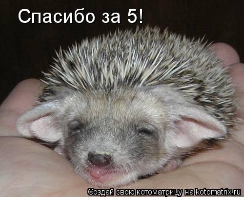 Спасибо за 5!... Котоматрица: Спасибо за 5!