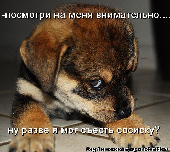 -посмотри на меня внимательно.... ну разве я мог съесть сосиску?... Котоматрица: -посмотри на меня внимательно.... ну разве я мог съесть сосиску?