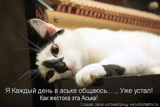 Я Каждый день в аське общаюсь....., Уже устал! Как жестока эта Аська!... Котоматрица: Я Каждый день в аське общаюсь....., Уже устал! Как жестока эта Аська!