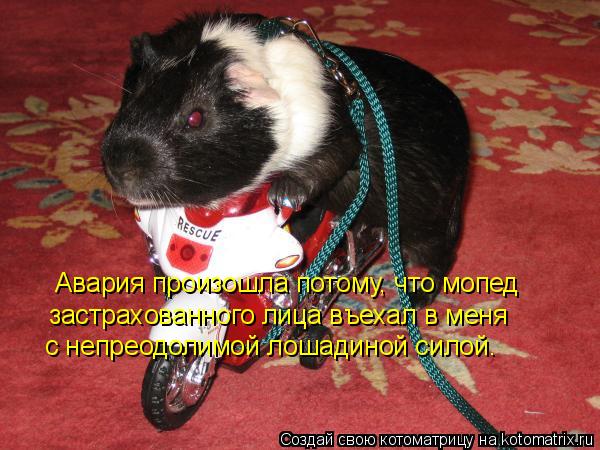 Авария произошла потому, что мопед застрахованного лица въехал в меня с непреодолимой лошадиной сил... Котоматрица: Авария произошла потому, что мопед застрахованного лица въехал в меня с непреодолимой лошадиной силой.