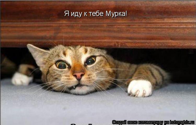 Я иду к тебе Мурка!... Котоматрица: Я иду к тебе Мурка!