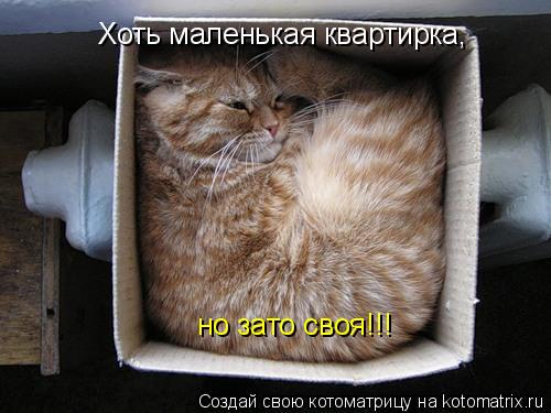 Хоть маленькая квартирка, но зато своя!!!... Котоматрица: Хоть маленькая квартирка, но зато своя!!!