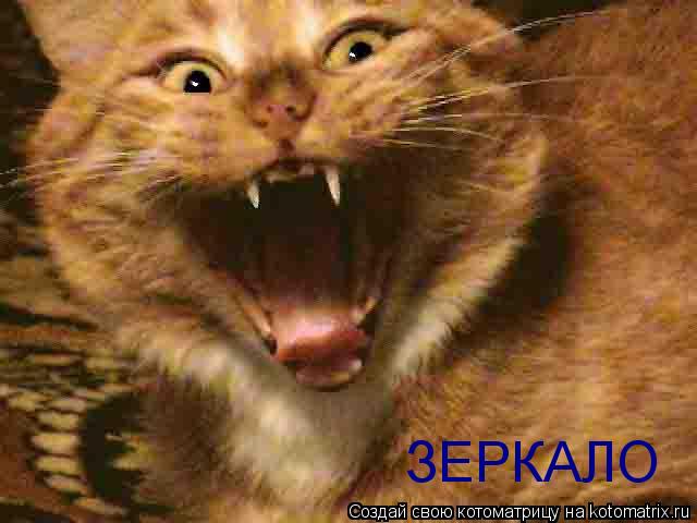 ЗЕРКАЛО... Котоматрица: ЗЕРКАЛО