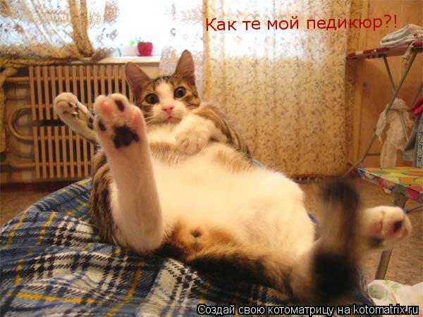 Как те мой педикюр?!... Котоматрица: Как те мой педикюр?!