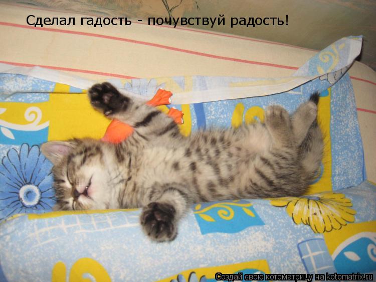 Сделал гадость - почувствуй радость!... Котоматрица: Сделал гадость - почувствуй радость!