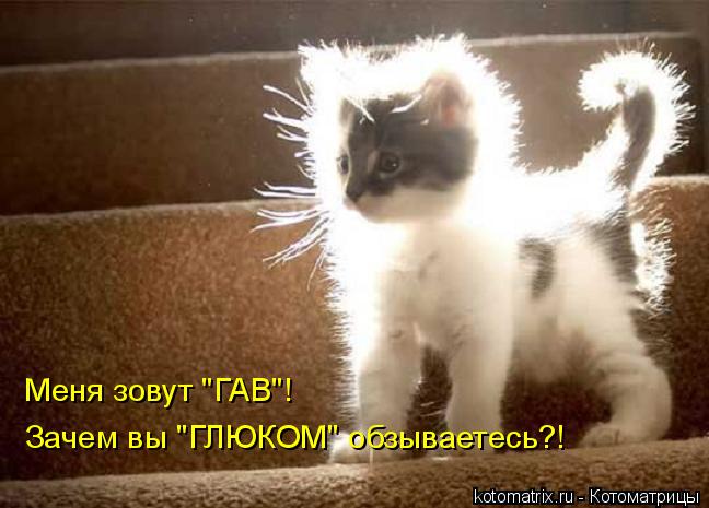 Меня зовут "ГАВ"! Зачем вы "ГЛЮКОМ" обзываетесь?!... Котоматрица: Меня зовут "ГАВ"! Зачем вы "ГЛЮКОМ" обзываетесь?!