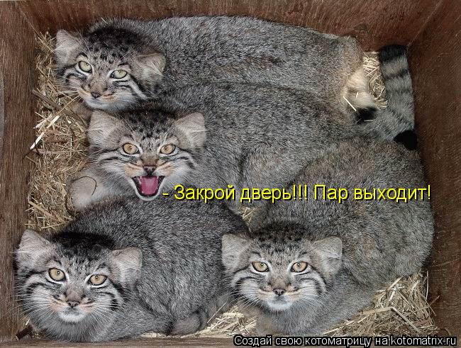 - Закрой дверь!!! Пар выходит!... Котоматрица: - Закрой дверь!!! Пар выходит!