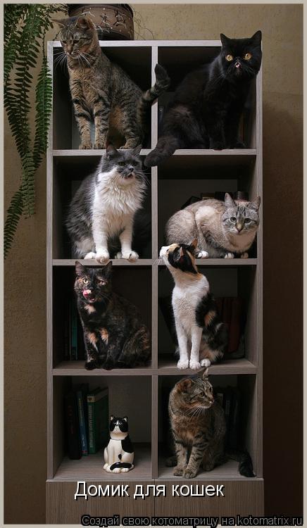 Домик для кошек... Котоматрица: Домик для кошек
