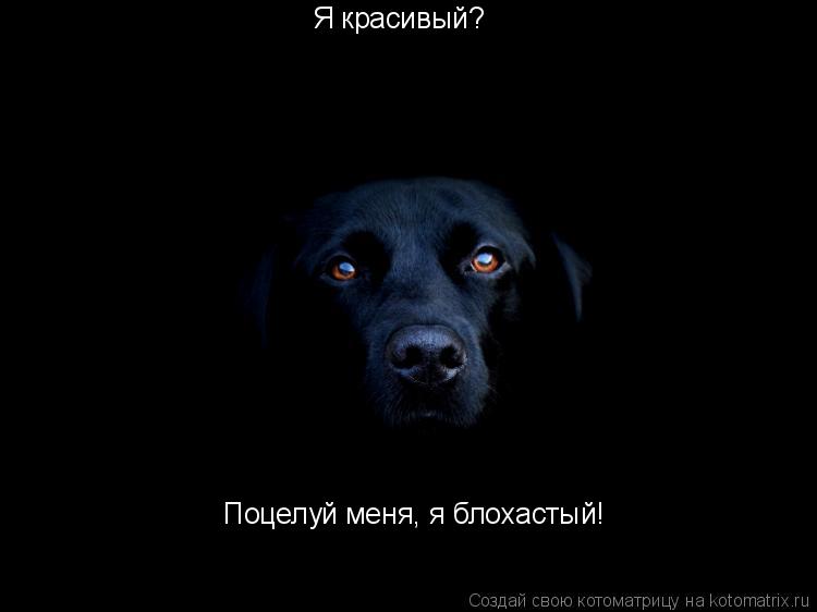 Я красивый? Поцелуй меня, я блохастый!... Котоматрица: Я красивый? Поцелуй меня, я блохастый!
