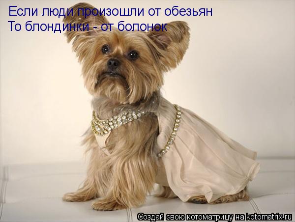 Если люди произошли от обезьян То блондинки - от болонок... Котоматрица: Если люди произошли от обезьян То блондинки - от болонок