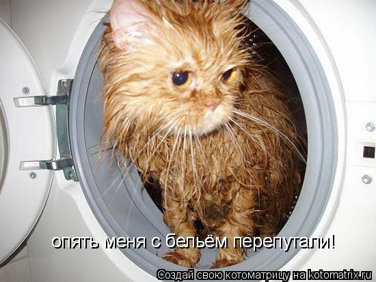 опять меня с бельём перепутали! опять меня с бельём перепутали! опять меня с бельём перепутали!... Котоматрица: опять меня с бельём перепутали! опять меня с бельём перепутали! опять меня с бельём перепутали!