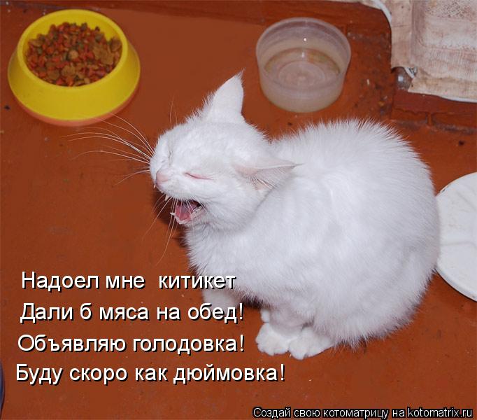 Надоел мне «китикет» Дали б мяса на обед! Объявляю голодовка! Буду скоро как дюймовка!... Котоматрица: Надоел мне «китикет» Дали б мяса на обед! Объявляю голодовка! Буду скоро как дюймовка!