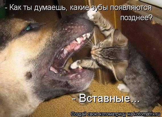 - Как ты думаешь, какие зубы появляются позднее? - Вставные...... Котоматрица: - Как ты думаешь, какие зубы появляются позднее? - Вставные...