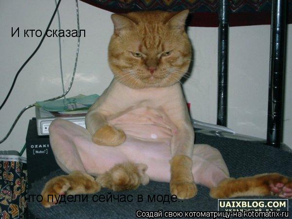 И кто сказал что пудели сейчас в моде..... Котоматрица: И кто сказал что пудели сейчас в моде..