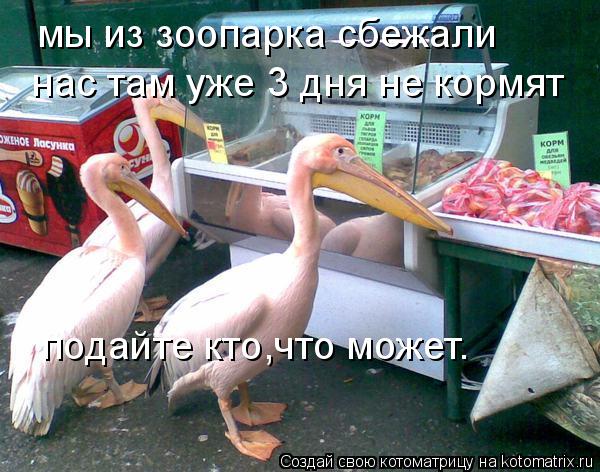 мы из зоопарка сбежали нас там уже 3 дня не кормят подайте кто,что может.... Котоматрица: мы из зоопарка сбежали нас там уже 3 дня не кормят подайте кто,что может.