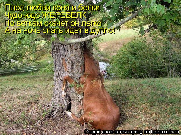 Плод любви коня и белки Чудо-юдо ЖЕРЕБЕЛК По веткам скачет он легко А на ночь спать идет в дупло!... Котоматрица: Плод любви коня и белки Чудо-юдо ЖЕРЕБЕЛК По веткам скачет он легко А на ночь спать идет в дупло!