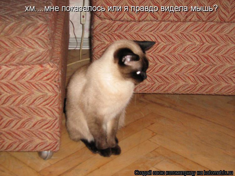 хм....мне показалось или я правдо видела мышь?... Котоматрица: хм....мне показалось или я правдо видела мышь?