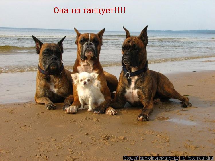 Она нэ танцует!!!!... Котоматрица: Она нэ танцует!!!!