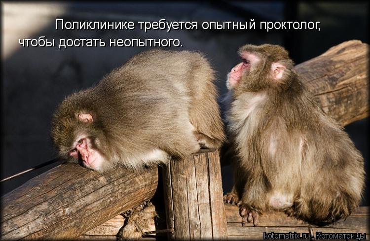 Поликлинике требуется опытный проктолог, чтобы достать неопытного.... Котоматрица: Поликлинике требуется опытный проктолог, чтобы достать неопытного.