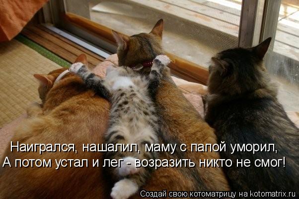 Наигрался, нашалил, маму с папой уморил, А потом устал и лег - возразить никто не смог!... Котоматрица: Наигрался, нашалил, маму с папой уморил, А потом устал и лег - возразить никто не смог!