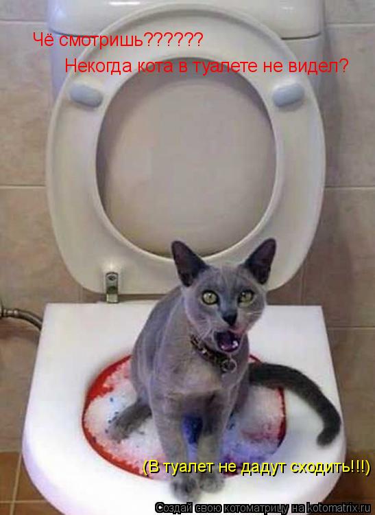 Котоматрица: Чё смотришь?????? Некогда кота в туалете не видел? (В туалет не дадут сходить!!!)
