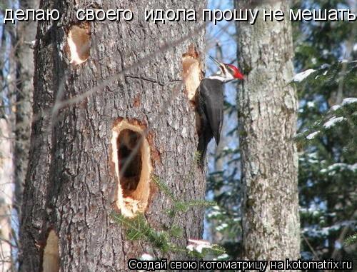делаю своего идола прошу не мешать.... Котоматрица: делаю своего идола прошу не мешать.