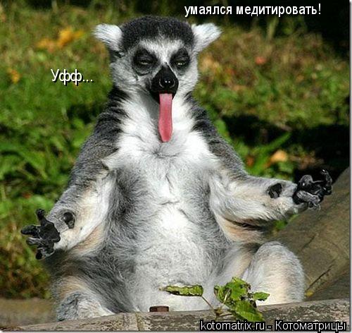 Уфф... умаялся медитировать!... Котоматрица: Уфф... умаялся медитировать!