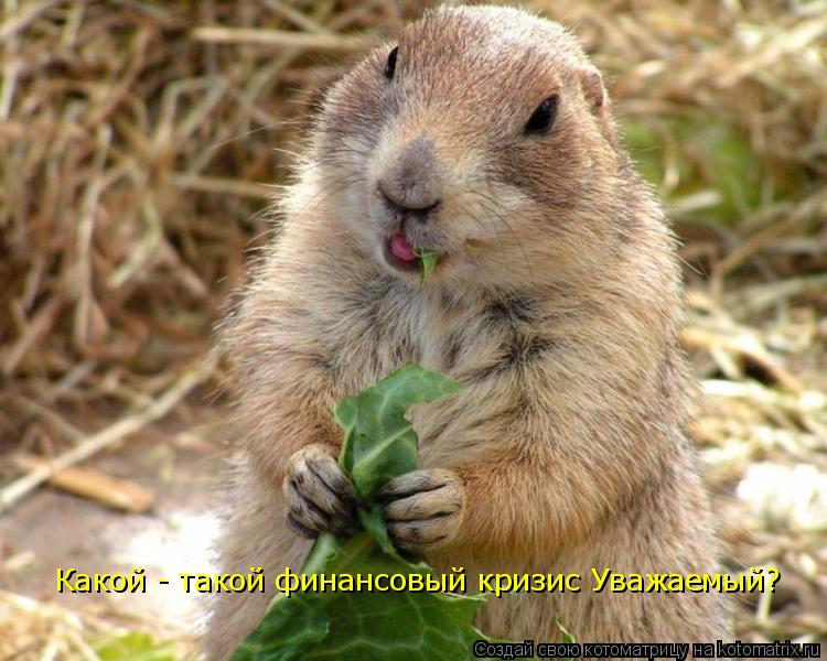 Какой - такой финансовый кризис Уважаемый?... Котоматрица: Какой - такой финансовый кризис Уважаемый?