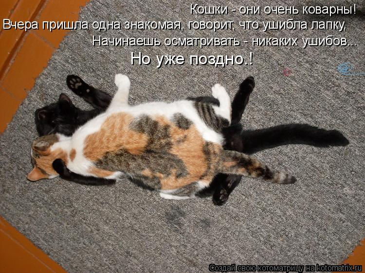 Кошки - они очень коварны! Начинаешь осматривать - никаких ушибов... Вчера пришла одна знакомая, гово... Котоматрица: Кошки - они очень коварны! Начинаешь осматривать - никаких ушибов... Вчера пришла одна знакомая, говорит, что ушибла лапку, Но уже поздно…!
