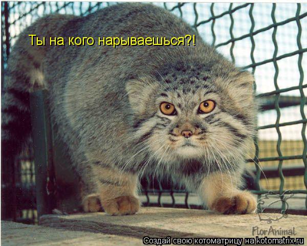 Ты на кого нарываешься?!... Котоматрица: Ты на кого нарываешься?!