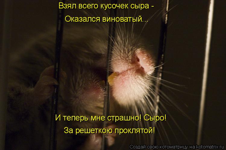 Взял всего кусочек сыра - Оказался виноватый... И теперь мне страшно! Сыро! За решеткою проклятой!... Котоматрица: Взял всего кусочек сыра - Оказался виноватый... И теперь мне страшно! Сыро! За решеткою проклятой!