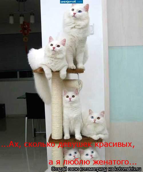 ...Ах, сколько девушек красивых, а я люблю женатого...... Котоматрица: ...Ах, сколько девушек красивых, а я люблю женатого...