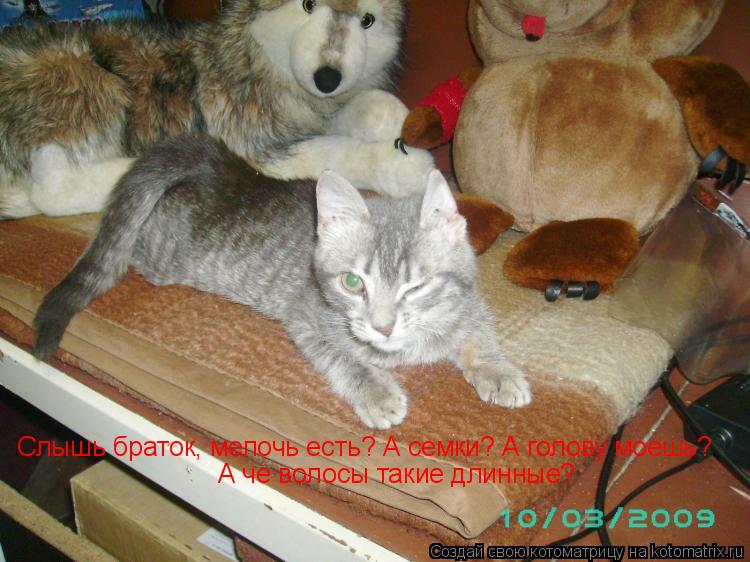 Слышь браток, мелочь есть? А семки? А голову моешь? А че волосы такие длинные?... Котоматрица: Слышь браток, мелочь есть? А семки? А голову моешь? А че волосы такие длинные?