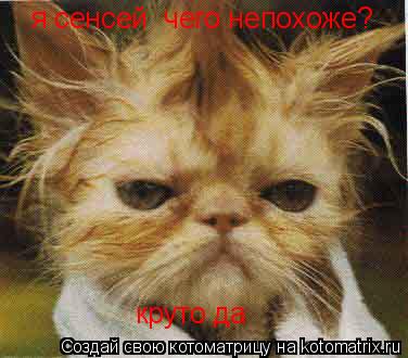 я сенсей чего непохоже? круто да... Котоматрица: я сенсей чего непохоже? круто да