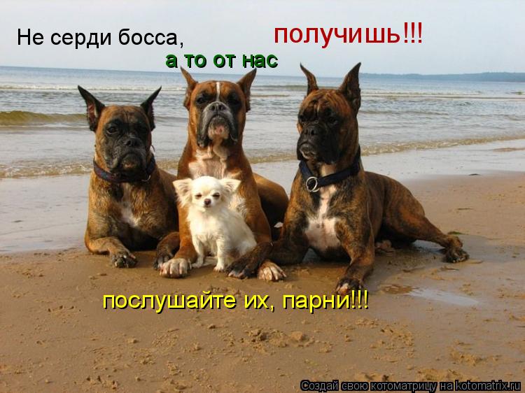 Не серди босса, а то от нас получишь!!! послушайте их, парни!!!... Котоматрица: Не серди босса, а то от нас получишь!!! послушайте их, парни!!!