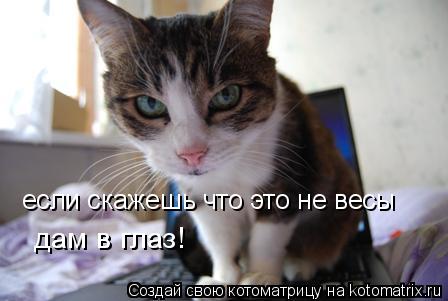 дам в глаз! если скажешь что это не весы... Котоматрица: дам в глаз! если скажешь что это не весы
