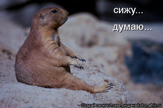 сижу... думаю...... Котоматрица: сижу... думаю...