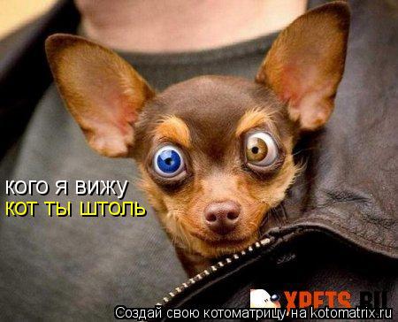 кого я вижу кот ты штоль... Котоматрица: кого я вижу кот ты штоль
