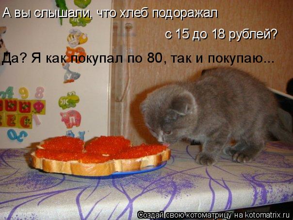 Котоматрица: А вы слышали, что хлеб подоражал с 15 до 18 рублей? Да? Я как покупал по 80, так и покупаю...